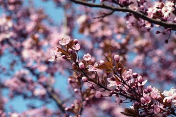 Beautiful spring sakura branches with flowers on a cloudy day macro photography