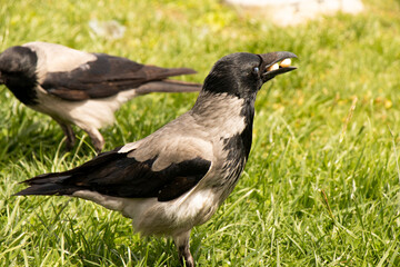 The crow stands on the grass with two nuts in its beak.