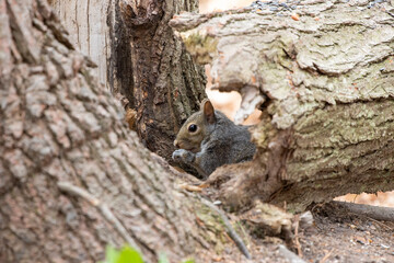 The eastern gray squirrel (Sciurus carolinensis) in the park