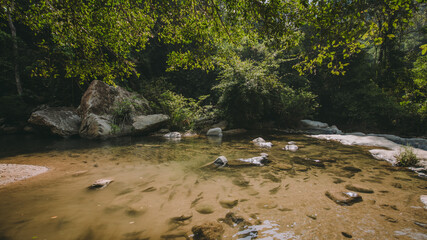 The river runs through the middle of the valley in the forest.
