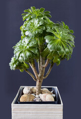 Crassula ovata or jade plant on a dark background