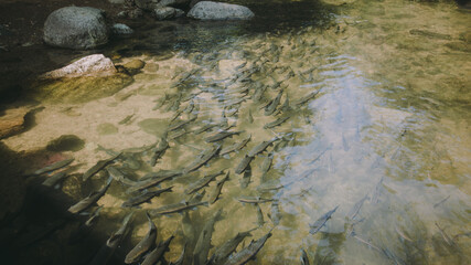 The river runs through the middle of the valley in the forest.
