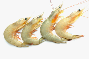 shrimp on a white background