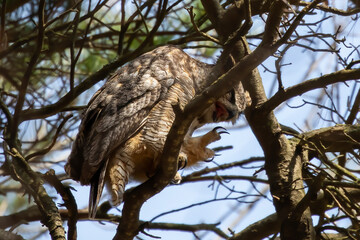 Great horned owl hidden in the crowns of a tree.