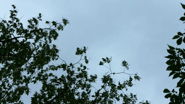 Tree leaves swaying and blowing in the wind with dark cloudy sky behind.