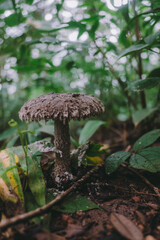 A mushroom that occurs naturally in the forest.