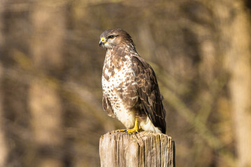 Buzzard in the forest. Sitting on a wooden post. Wildlife Bird of Prey, Buteo buteo, Looking left. Wildlife scene from nature