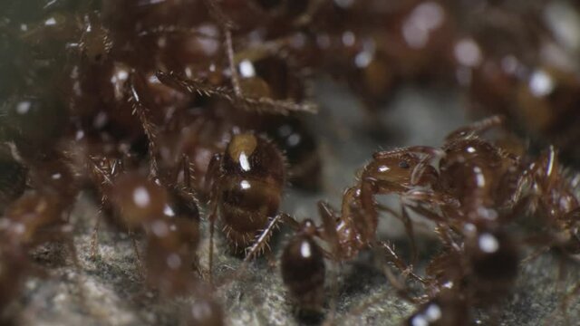 Macro Shot of Lots of Red Hairy Ants Working and Moving at the Top of their Nest, 4K