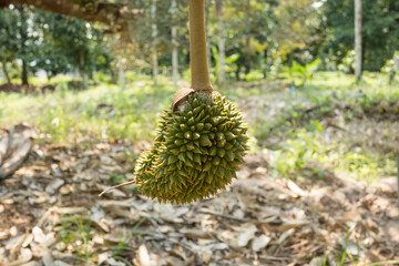 durian on the tree