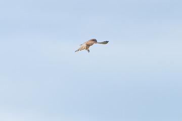 Obraz premium Close up of Kestrel - bird of prey - hovering in the sky, hunting for prey