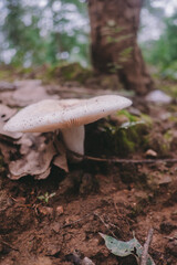 A mushroom that occurs naturally in the forest.