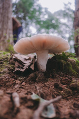 A mushroom that occurs naturally in the forest.