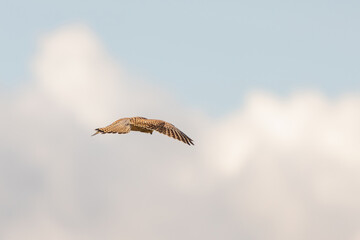 Close-up of Kestrel bird of prey hovers against a beautiful blue sky with white clouds an, hunting...