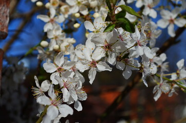 Beautiful blooming cherry plum branches with small white flowers in spring or Easter time