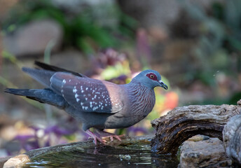 A speckled pigeon sits at the edge of a small pond in an urban garden 