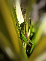 grasshopper on a leaf