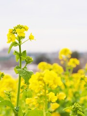 Obraz premium 春の訪れを告げる菜の花