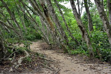 Bosque y paisaje del Parque Nacional de Cahuita, en la costa del Caribe, en el sureste de Costa Rica