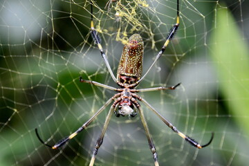 Araña en el Parque Nacional de Cahuita, en la costa del Caribe, en el sureste de Costa Rica