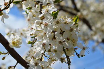 Beautiful blooming cherry plum branches with small white flowers in spring or Easter time