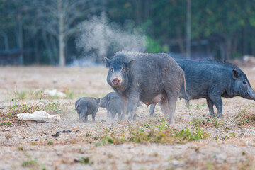  Wild black pigs in the centre of Downtown on Phuket, Thailand