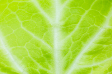 Green leaf close up. Fresh leaves texture background. Natural eco wallpaper. Vegetarian food. Vegetable and vitamins products. Macro photo.