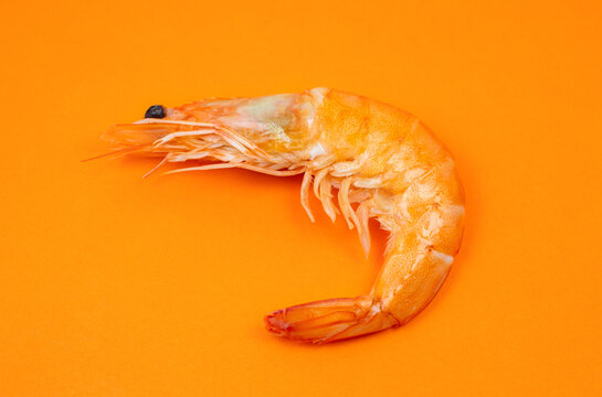 Tasty fresh Shrimp or Prawn on the orange background..Close up photo. Healthy seafood. Minimalism, original and creative image. Beautiful natural wallpaper.