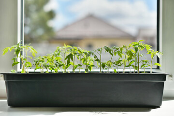 Tomato sprouts on a sunny day grow in a pot by the window in the private house