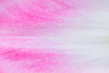 Petal from a pink tulip flower texture background. Minimalism, beautiful natural wallpaper. Copy space, close up. Macro photo.