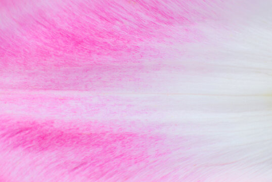 Petal from a pink tulip flower texture background. Minimalism, beautiful natural wallpaper. Copy space, close up. Macro photo.