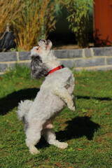 scenic view of a cute dog moving up