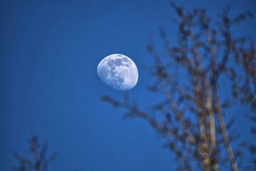 scenic view of the moon behind twigs and branches