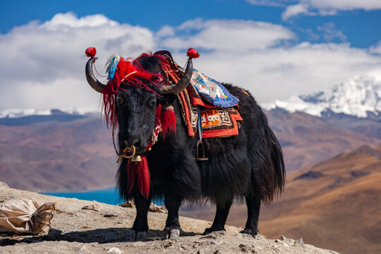 Domesticated Yak - Gampa High Pass - Tibet