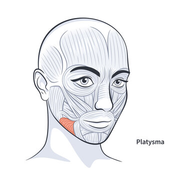 Platysma. Facial muscles of the female. Detailed bright anatomy isolated on a white background vector illustration