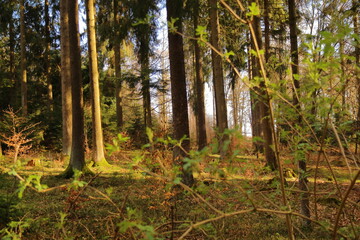 scenic view of the woodland