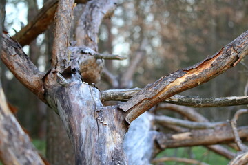 close up of parts of a fallen tree