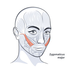 Facial muscles of the female. Detailed bright anatomy isolated on a white background vector illustration