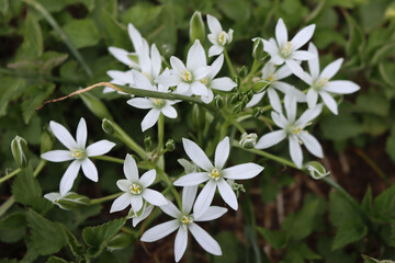Ornithogalum umbellatum plant with many white flowers also called Star of Bethlehem or grass lily