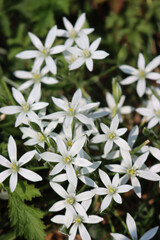 Ornithogalum umbellatum plant with many white flowers also called Star of Bethlehem or grass lily