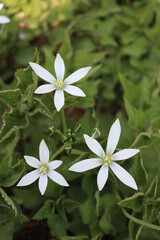 Ornithogalum umbellatum plant with many white flowers also called Star of Bethlehem or grass lily
