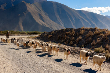 Shepherd with his flock desert landscape near Tsetang high on the Tibetan Plateau - Tibet Autonomous Region of China, © mrallen