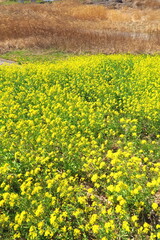 江戸川土手から見る満開の菜の花と河川敷の枯れ野風景