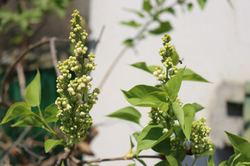 White flowers and blossoms of Lilac on springtime. Syringa vulgaris bush in bloom in the garden