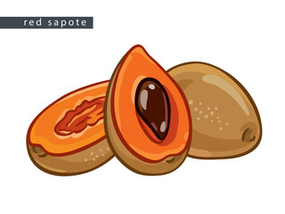 sketch_red_sapote_whole_fruit_half_with_a_pit_and_half_pitted