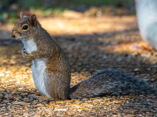 Squirrel politely asking for snacks