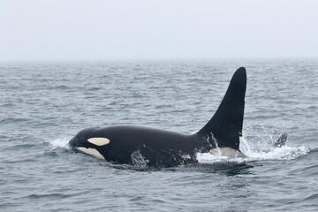 Fototapeta premium 知床の海に回遊する野生のシャチ（北海道羅臼沖）