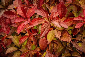 Branches of wild grapes with red leaves and orange leaves. Withering nature in the forest. Golden autumn.  October, ecology, environment, organic, leaf.