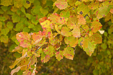 A branch of aspen trees with bright colored leaves. Ecology, environment, nature. Background, Wallpaper.