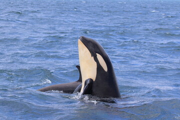 知床の海に回遊する野生のシャチ（北海道羅臼沖）