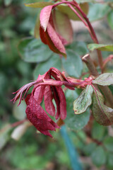 Close-up of  Rose bush leaves damaged by frost in the garden on springtime